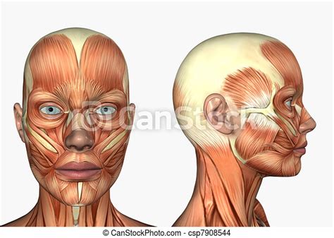 Female Head With Muscles 3d Render Depicting Human Anatomy Muscles