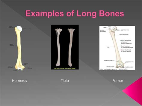 Long Bone Anatomy Of Humerus