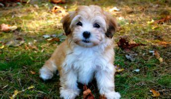 The 13 Best Small Dog Breeds That Are Cool To Own