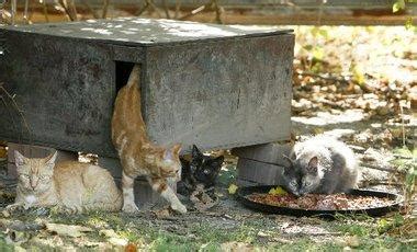Winter shelters for outdoor cats. Group holds workshop for building winter shelters for ...