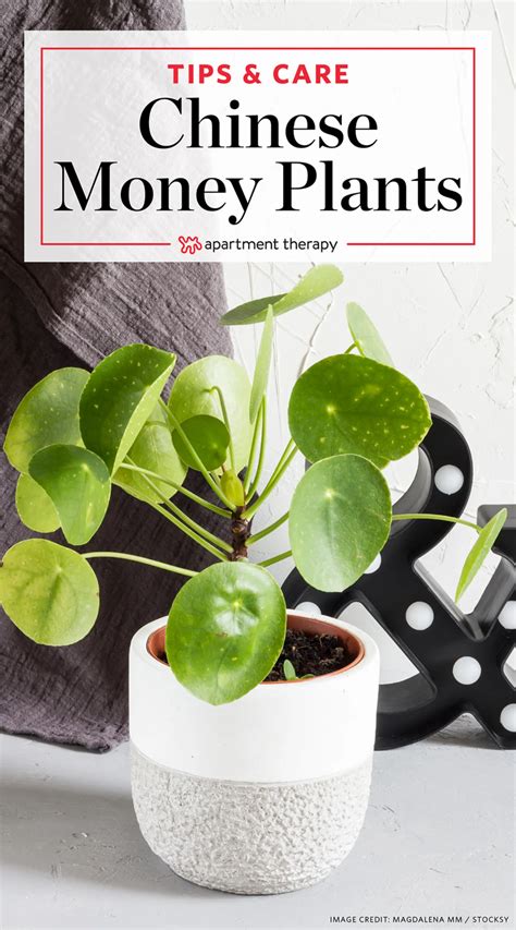 Apr 21, 2020 · how to repot a chinese money plant: Photo-Friendly Chinese Money Plants Are Cute and Easy To ...