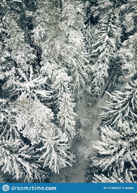 Aerial View From Above Of Winter Forest Covered In Snow Pine Tree And