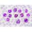 Polymorphonuclear Leukocytes White Blood Cells