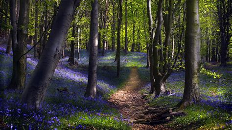 1920x1080px 1080p Free Download Spring Blue Forest Tree Path