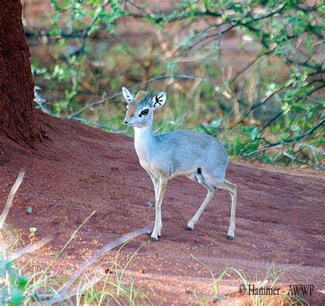 Save The Dik Dik Antilopes