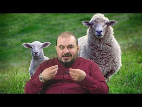 Rüyada Koyun Sürüsü Görmek - Diyanet Açıklamaları