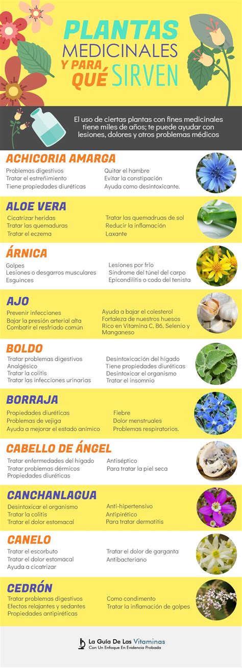 44 Plantas Medicinales Para Qué Sirven y Como Cultivarlas