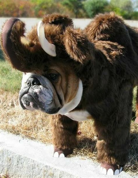 23 Unbelievable Halloween Costume Ideas For Your Dog Bulldog Bulldog