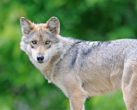 Us Court Orders New Recovery Plan For Mexican Gray Wolf •