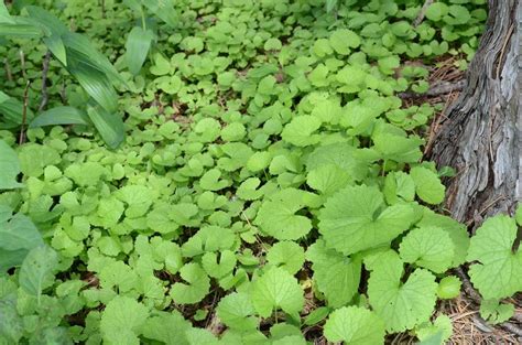 Photo Of The Seedling Or Young Plant Of Garlic Mustard Alliaria