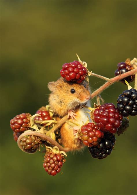 Harvest Mouse On Berries Cute Animals Animals Animals Wild
