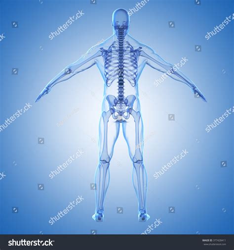 3d Render Human Body Skeleton Stock Illustration 377428411 Shutterstock