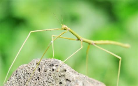 10 Interesting Facts About Stick Insects Insectic