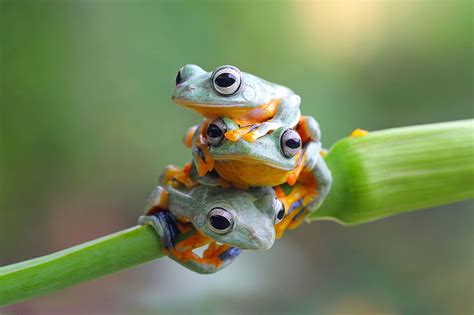 Trio By Kurit Afsheen Animals Cute Frogs Tree Frogs