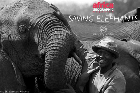 Saving Elephants Africa Geographic