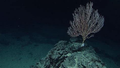 What Is At The Bottom Of Ocean Floor