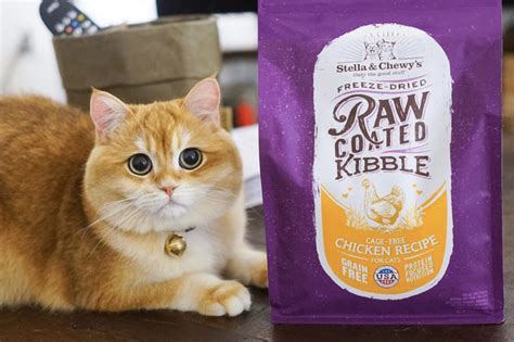Learn more about our cat food and have your cat try some today! Stella & Chewy's adds cat kibbles to mix | 2019-07-12 ...