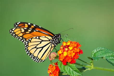 Farfalla Di Monarca Fotografia Stock Immagine Di Farfalla 77351218