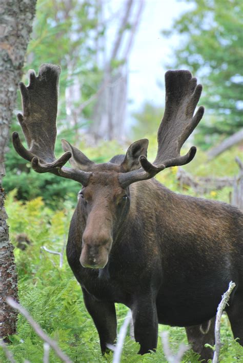 Fileorignal Moose 2 Face Front View Wikimedia Commons