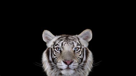 Tiger White Tigers Big Cats Photography Simple Background Cat