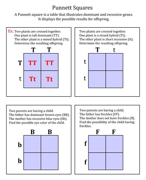 punnett square practice worksheet answers