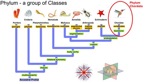 Classification Ms Andersons Zoology Class