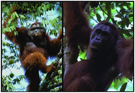 Sexual Bimaturism In Orangutans Flanged A And Unflanged B Male Download Scientific Diagram