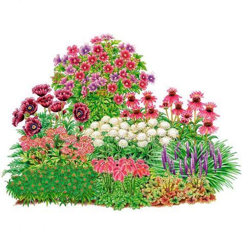 Beste garten pötschke von garten ranunkeln mirabelle mischung online kaufen bei. Sortiment Geheimnisvolle Stauden | von Gärtner Pötschke ...