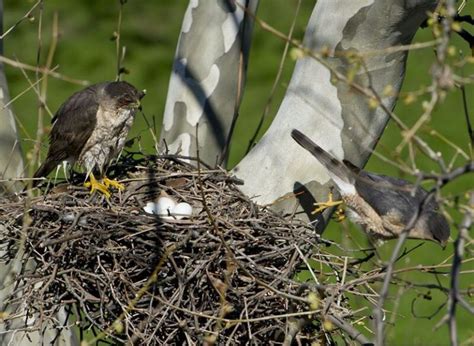 Coopers Hawk Nesting Habits Daily Birder