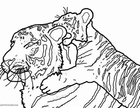 Tiger Cub Coloring Pages At Free Printable Colorings