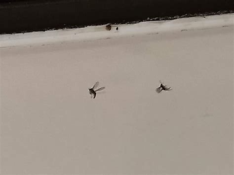 Tiny Flying Bugs Found Around Inside Window Sill In Oklahoma R