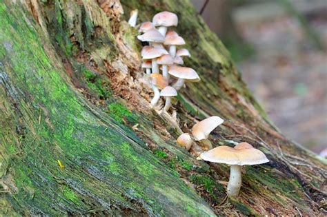 Mushrooms In Stump Stock Photo Download Image Now Brake Brown