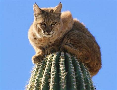 Cactus Cat Wiki Cryptid And Mysteries Amino Amino