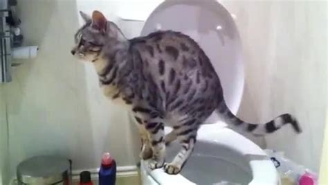 This is actually one of the easiest causes. Cat Climbing Toilet Poops On Floor | Jukin Media Inc