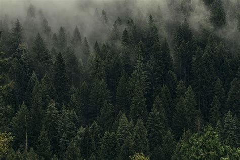 Hd Wallpaper Aerial View Of Pine Trees In Mist Fog Rising Above Pine