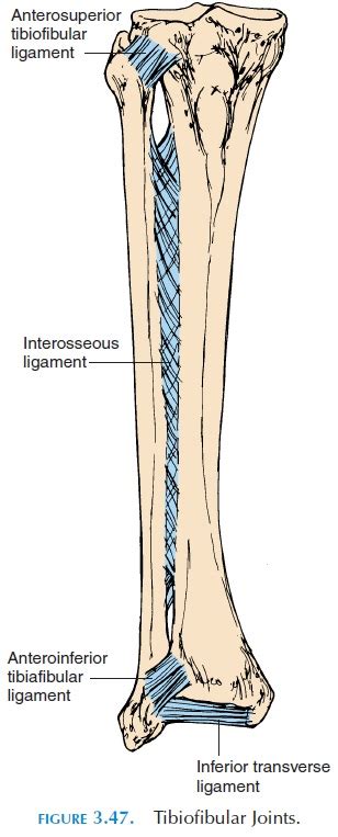 Anatomyexpert Anterior Tibiofibular Ligament Structure Detail Images