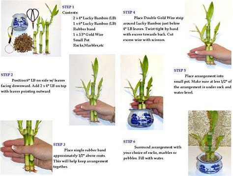 How To Create A 3 Stalk Lucky Bamboo Arrangement For Bringing Happiness