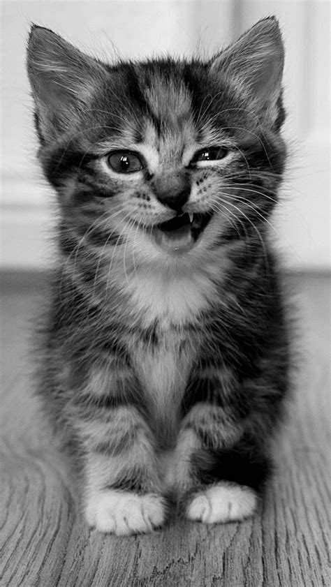 Free Download Kitten Iphone Wallpaper Tags Animal Cat Cute Funny Kitten