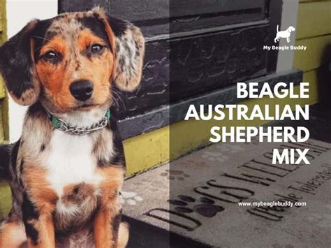 Beagle Australian Shepherd Mix