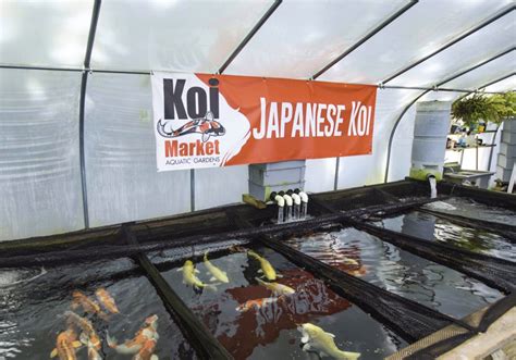 Koi ponds not only add to the beauty of your garden but have other benefits too. Koi Market | Koi Dealers | Huntington, United States