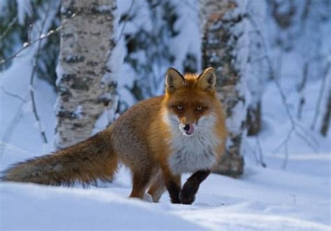 Red Fox Vulpes Vulpes Part Ii Fox Tracks In Snow Fox Animals