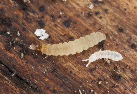 What Are The Little White Bugs In My Worm Compost