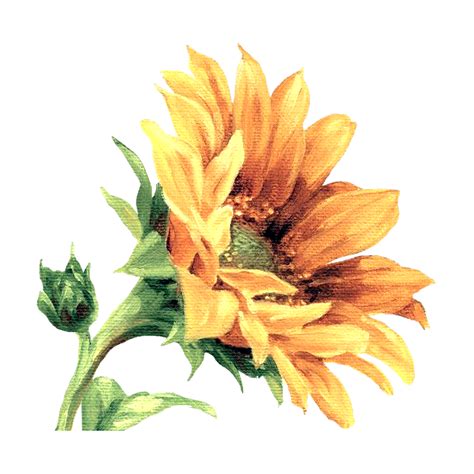 Sunflower Watercolor Png Ferduju