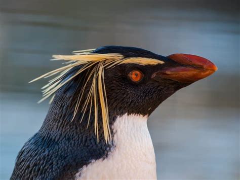 10 Incredible Rockhopper Penguin Facts A Z Animals