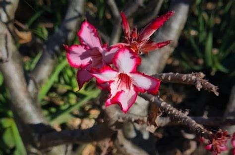 Desert Rose Kapama Blog