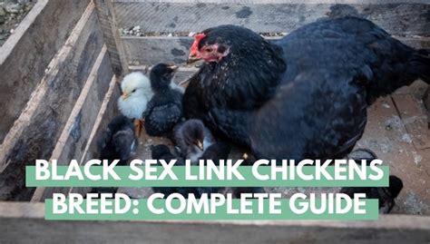 black sex link chickens breed complete guide eco peanut