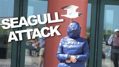 Seagull Attack Youtube