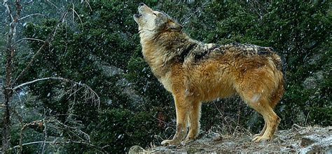 Wolves Keep The Ecosystem In Balance Nature Photo Studios