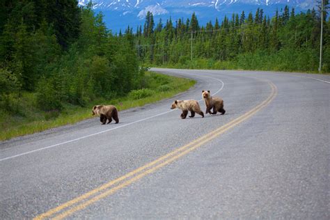 Wildlife | Travel Yukon - Yukon, Canada | Official Tourism Website for the Yukon Territory