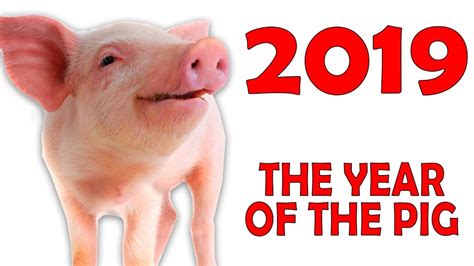 During the year of the pig 2019, action dominates over the word. The year of the PIG 2019: Chinese horoscope for the year ...